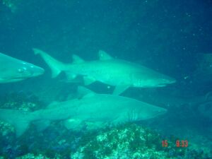  raggie dorsal fins are equal in size