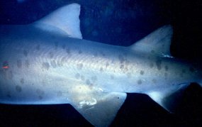 Ragged tooth shark