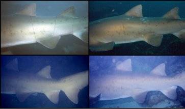 Click for closeup of sharks - 120kb